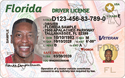 Florida Driver's License - New